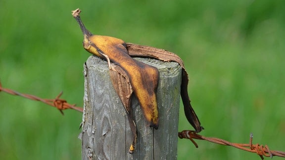 Bananenschale liegt auf Pfosten