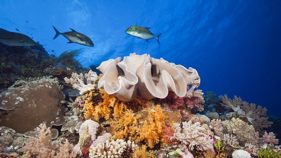 Great Barrier Reef Korallen