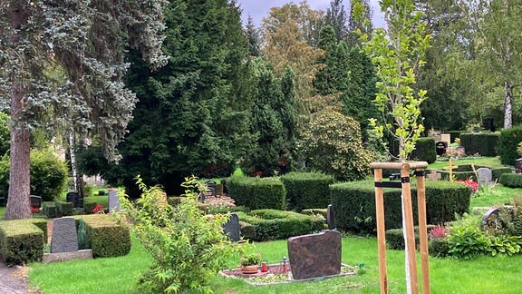 Alter Baumbestand auf einem Friedhof