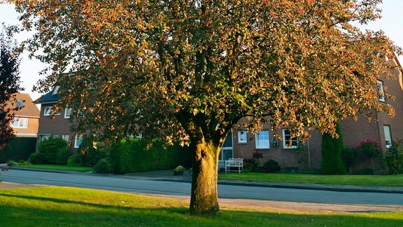 Elsbeerbaum in einem Wohngebiet