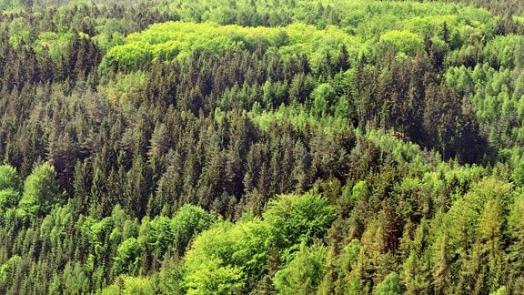 Blick über einem Frühjahrsmischwald in der Sächsischen Schweiz.