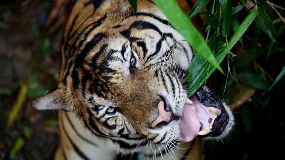 Tiger in Nahaufnahme, mit geöffnetem Maul an einem grünen Blatt, Kopf zur Seite geneigt