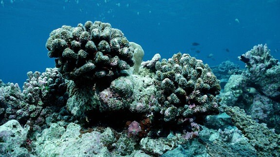 Korallenbleiche auf den Malediven