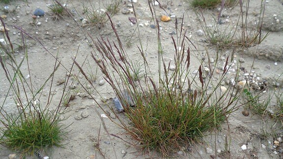 Pflanzen auf Sandboden