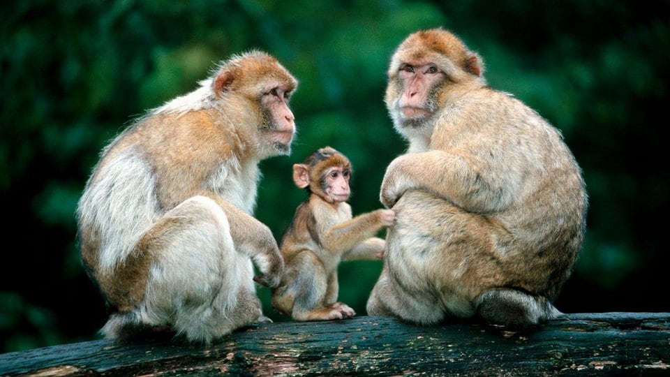 Schon unsere ersten PrimatenVorfahren lebten als Paare