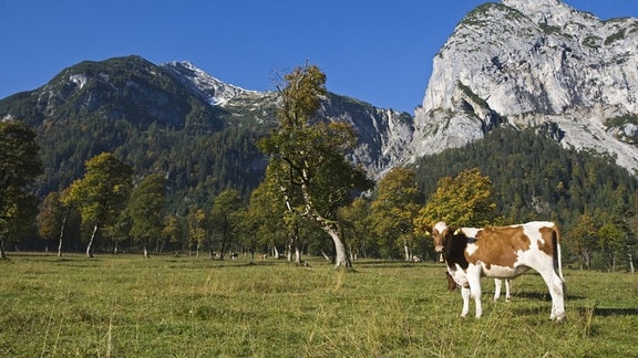 Eine Kuh steht vor den Bergen auf einer Weide