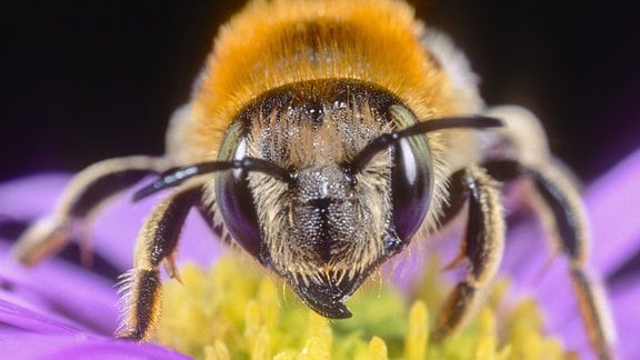 Grosse Harzbiene bei der Nahrungsaufnahme auf Aster