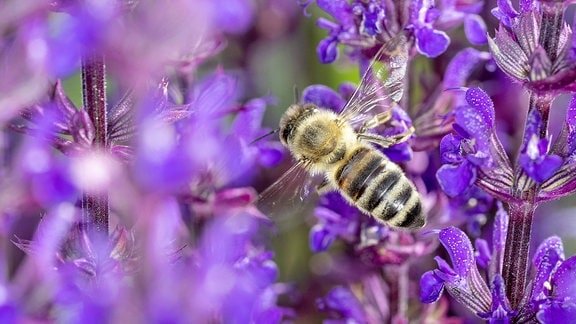 Eine Biene auf einer Salbeiblüte