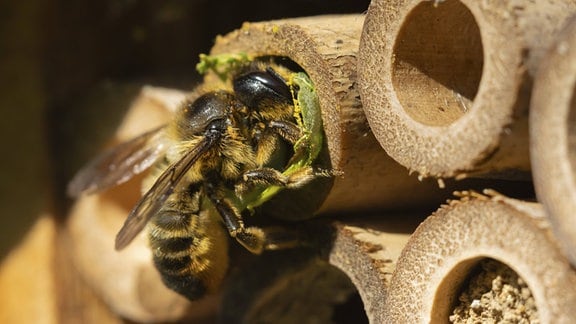 Blattschneiderbiene füllt ein Loch in einem Gartenbienenhotel mit einem Blatt.