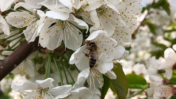 Eine Biene bei der Bestäubung einer Kirschblüte. Wenn auf einer Plantage Honigbienen aus dem Bienenstock und wilde Mauerbienen im Einsatz sind, dann wachsen laut einer Studie deutlich mehr Kirschen, als wenn nur eine Bienenart bestäubt.