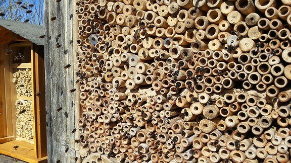 Das Anbringen von Bambusrohren oder Holz mit Bohrlöchern lockt Mauerbienen in die Obstgärten.