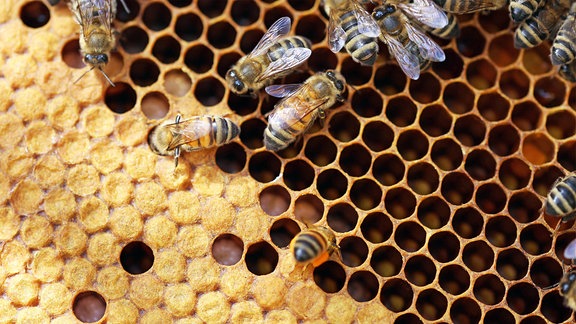 Nahaufnahme einer Bienenwabe mit Bienen