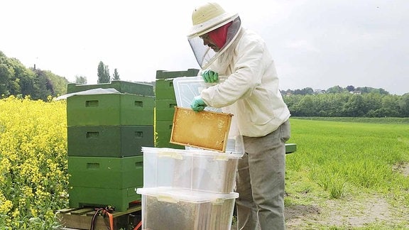 Imker sammelt Honigwaben ein.