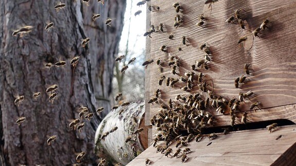 Honigbienen unternehmen an einem milden Wintertag einen Reinigungsflug. 