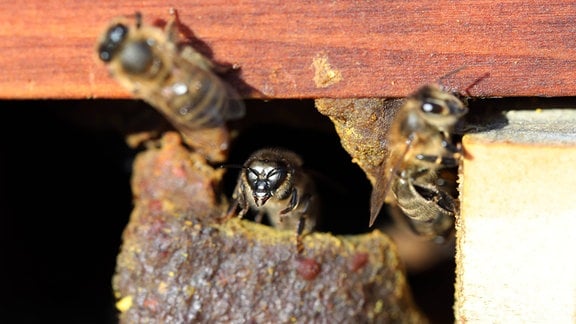 Wächterbiene bewacht das Einflugloch eines Bienenstocks.