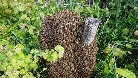 Ein Bienenschwarm.