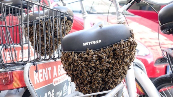  Zwei Bienenschwärme haben sich an Saetteln von Leihfahrrädern abgesetzt