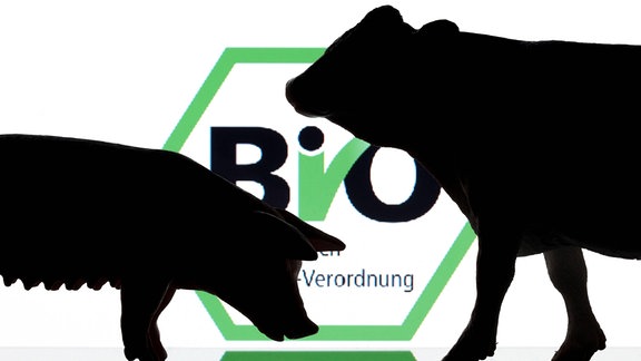 Hausschwein und Rind stehen vor dem Bio Pruefsiegel
