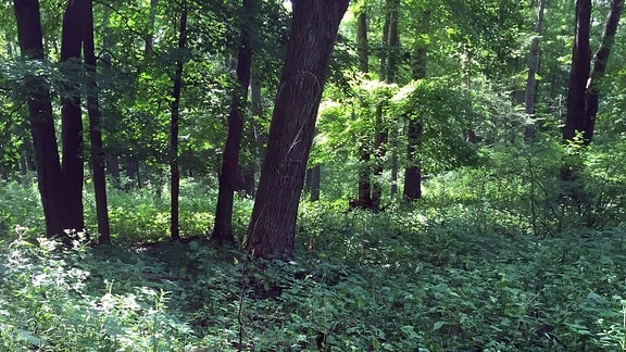 Ein Wald ohne Regenwürmer - die Vegeation am Boden ist intakt
