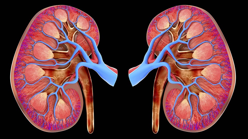 Fasting-like diet could help regenerate damaged kidneys