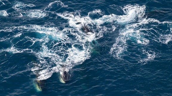 Finnwale beim Mittagessen. Sie fressen Krill, der zuvor von einigen Artgenossen nach oben getrieben wurde.