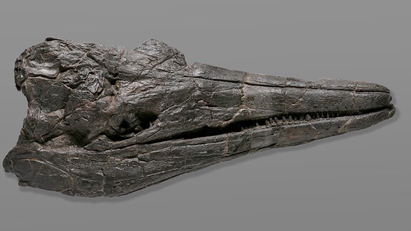Schädel des Ichthyosuriers