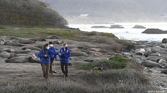 Studien-Hauptautorin Roxanne Beltran und zwei Studentinnen suchen nach eindeutig identifizierten See-Elefanten-Weibchen.