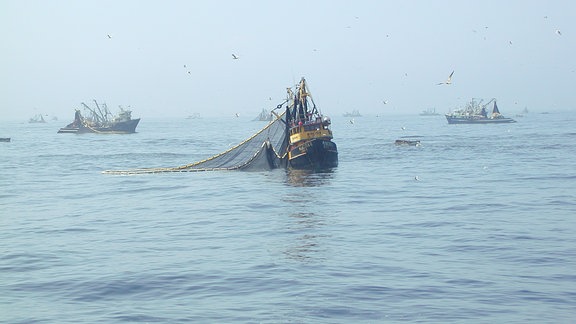Das Bild zeigt Sardellen-Fischereiboote bei Fangeinsätzen vor Peru. Diese Fischereifahrzeuge sind Teil der größten monospezifischen Industriefischerei der Welt.