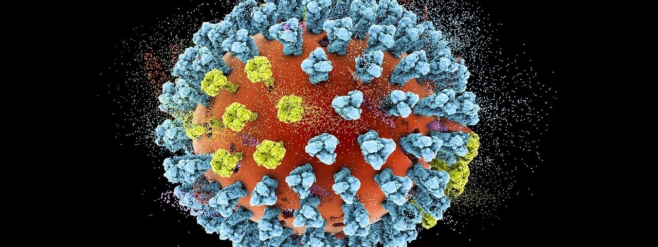 Das Influenzavirus hat eine leicht ovale Form, und trägt blaue, Brokoli-förmige Moleküle auf seiner hier rot eingefärbten Hülle.