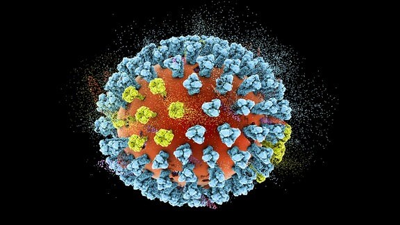 Das Influenzavirus hat eine leicht ovale Form, und trägt blaue, Brokoli-förmige Moleküle auf seiner hier rot eingefärbten Hülle.