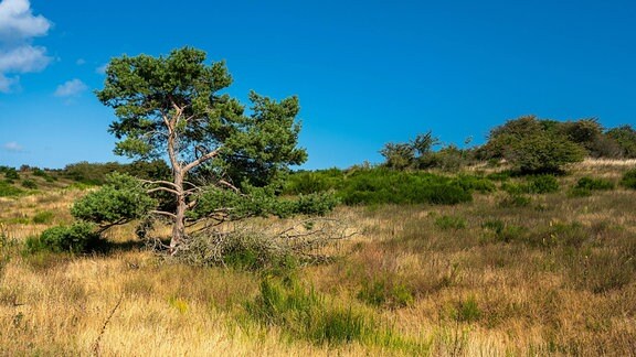 Ein Baum steht auf einer Wiese, bei der viele Grashalme gelb und vertrocknet aussehen.
