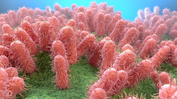 Animation von E.Coli Bakterien