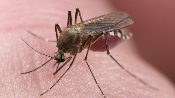 Culex Stechmücke