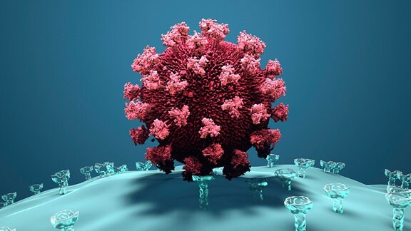 Computergrafik: Ein rotes Coronavirus heftet sich mit seinen buschartigen Spikeproteinen an Moleküle auf der Oberfläche an einer Zelle.
