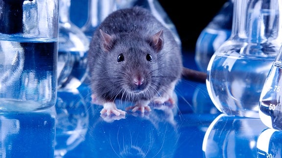 Maus vor blauem Hintergrund mit Laborgefäßen