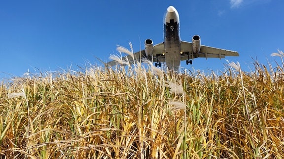 Forschperspektive in stohigem Gras mit Blick zum Himmel: Flugzeug fliegt nah übers Feld.