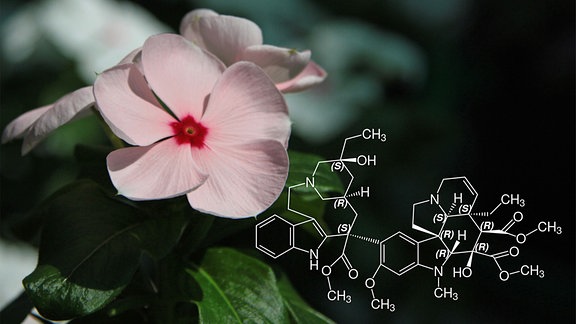 Die Rosafarbene Catharanthe (Catharanthus roseus) produziert eine Reihe von Alkaloiden von medizinischem Interesse. 