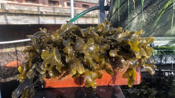 Erfolgreiche Kultivierung von Blasentang auf einem Ziegelstein in einer Freilandversuchsanlage des GEOMAR Kiel