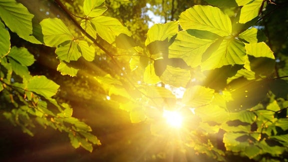 Grüne Blätte, teilweise unscharf, mit Gegenlicht-Sonne dazwischen, im Hintergrund Bäume