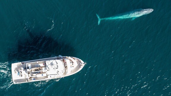Ein Schiff folgt einem Blauwal
