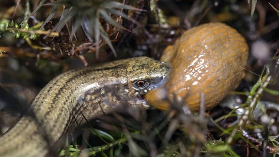 Blindschleiche frisst eine Nacktschnecke