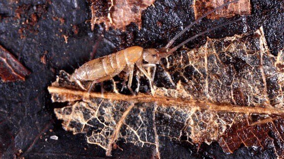 Großaufnahme eines winzigen Springschwanz-Insekts auf Erdboden, das an einem verrottenden Blattstück frisst. Insekt erinnert an eine längliche Ameise mit langen Fühlern.