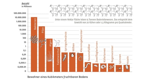 Ein Balkendiagramm, das die Anzahl der Bodenbewohner, von Bakterien bis hin zu Spinnen und Asseln, auf einem Hektar fruchtbarem Boden zeigt.