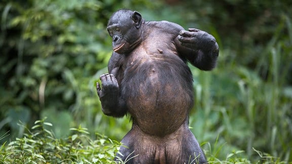 Bonobo-Männchen in natürlicher Umgebung