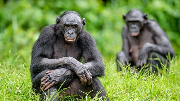 Erwachsenes Bonobo-Männchen in seinem natürlichen Habitat in der Demokratischen Republik Kongo