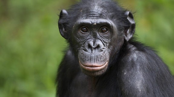 Bonobo-weibchen