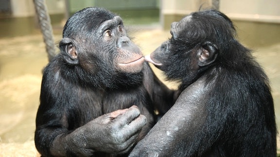 Zwei Bonobos