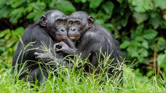 Bonobos Pan paniscus in ihrem natürlichen Lebensraum in der Demokratischen Republik Kongo