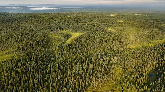 Luftbild eines Borealen Nadelwaldes in Finnland