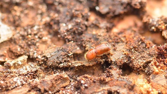 Nahaufnahme: Kleiner, brauner Käfer mit abgerundeten Flügeln auf Rinde sitzend